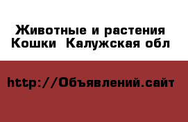 Животные и растения Кошки. Калужская обл.